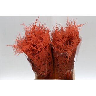 Freshy Asparagus Kort Oranje