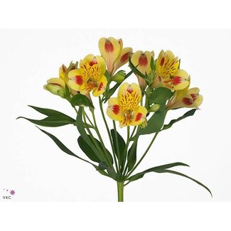 Freshy Alstroemeria Bali