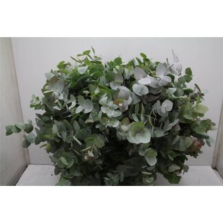 Freshy Eucalyptus Cinerea Takken | Kleur: Groen | Lengte ± 70 centimeter | 10 takken per bos | Per 5 bossen