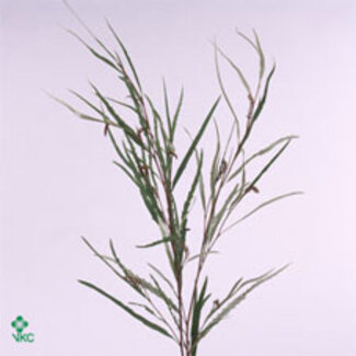 Freshy Grevillea Col Cerise Short (p. bos)