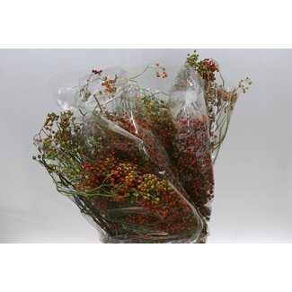 Freshy Rozenbottel “Corallo Red” | Kleur: Rood | Lengte ± 60 centimeter | Per 10 takken