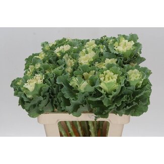 Freshy Brassica Crane Ru White