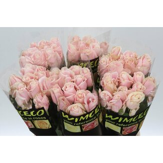 Freshy Rosa Sweet Avalanche