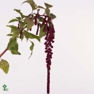 Freshy Amaranthus Ca Rosary