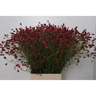 Freshy Sanguisorba O Arnhem Bio