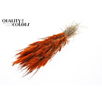 QC Polypogon per bunch Orange