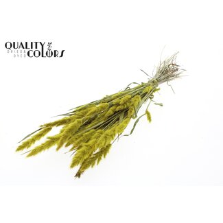 QC Polypogon per bunch Yellow