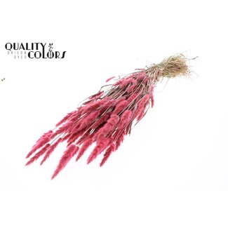 QC Polypogon per bunch Pink