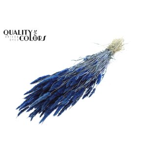 QC Polypogon per bunch Dark Blue