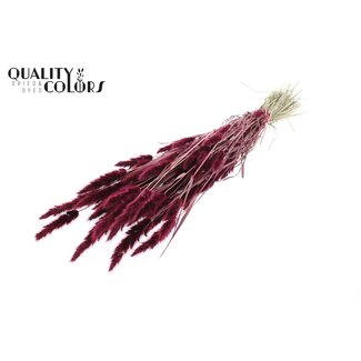 QC Polypogon per bunch Burgundy