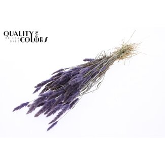 QC Polypogon per bunch Milka