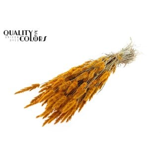 QC Polypogon per bunch Apricot