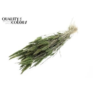 QC Polypogon per bunch Olive