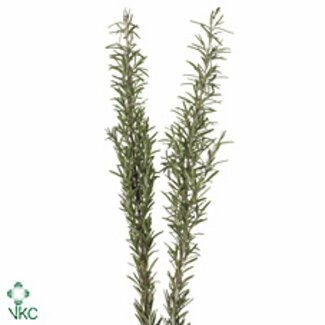 Freshy Rozemarijn 400gr (p. bos)