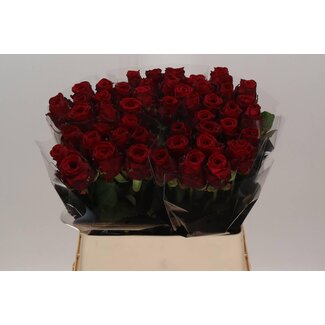 Freshy Rosa Red Naomi X L