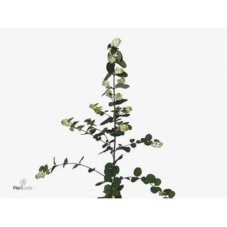 Freshy Symphoricarpos Mag White Dream Bio