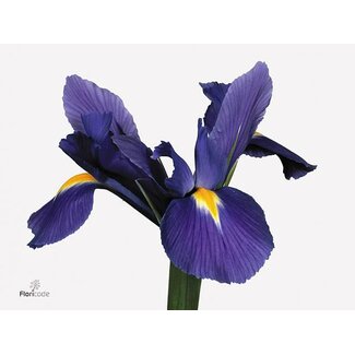 Freshy Iris “Blue Magic” | Kleur: Blauw | Lengte ± 56 centimeter | Per 50 stelen verse bloemen
