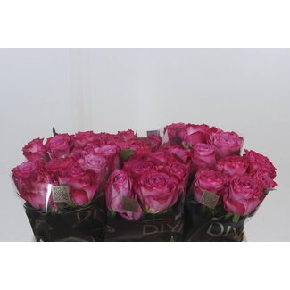 Freshy Rosa Garcia