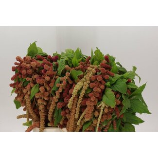 Freshy Amaranthus Caudatus “Coral Fountain” | Kleur: Rood | Lengte ± 75 centimeter | Per 10 stelen