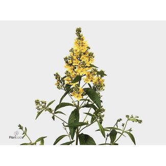 Freshy Lysimachia Vulgaris