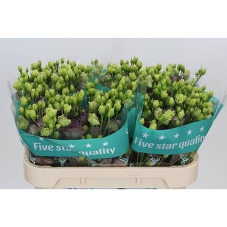 Freshy Eustoma Gevuld Rosan Black Pearl
