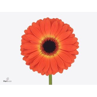 Freshy Gerbera Grootbloemig Aqua “Medina” | Kleur: Oranje | Lengte ± 45 centimeter | Per 15 stelen