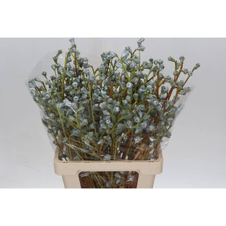 Freshy Eucalyptus Boule 250gr (p. bos)