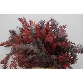 Freshy Mimosa Baileyana “Abs Red” | Kleur: Rood Grijs | Lengte ± 70 centimeter | Per 5 bossen