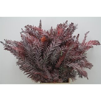 Freshy Mimosa Luna Abs Red 200gr (p. bos)