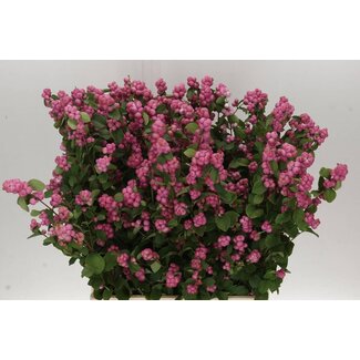 Freshy Symphoricarpos Mag Treasure