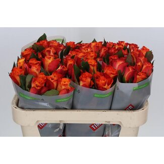 Freshy Rosa Mariyo