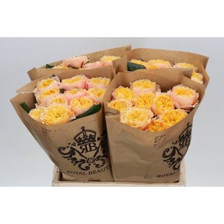 Freshy Rosa Golden Vuvuzela