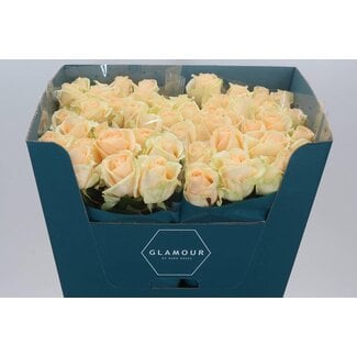 Freshy Rosa Avalanche Peach