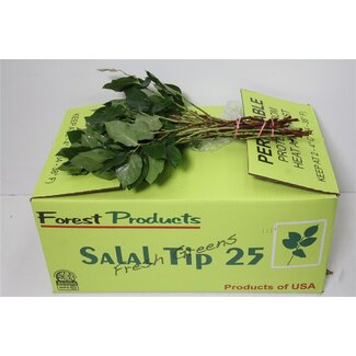 Freshy Salal Tips (p. bos)