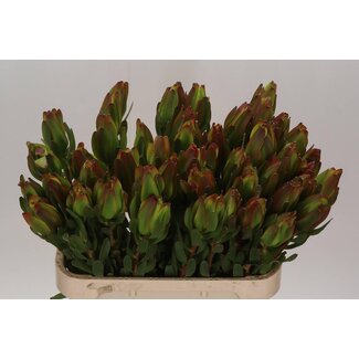 Freshy Leucadendron Laurel Geel