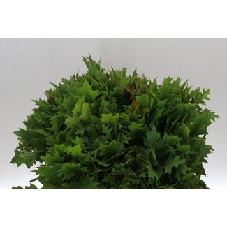 Freshy Quercus 50cm Palus