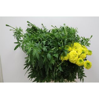 Freshy Tagetes E Nosento Bio