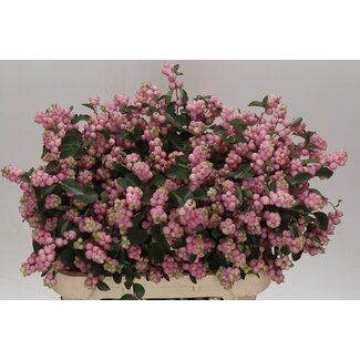 Freshy Symphoricarpos Magical Pride Bio