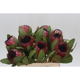 Freshy Protea Sylvia