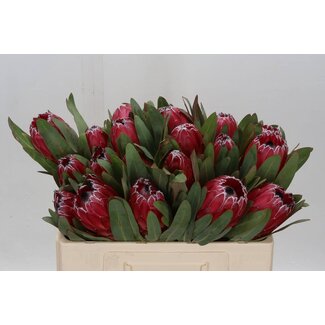 Freshy Protea Sheila