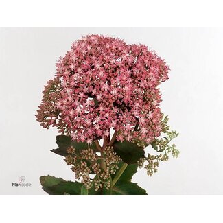 Freshy Sedum Spect Carl