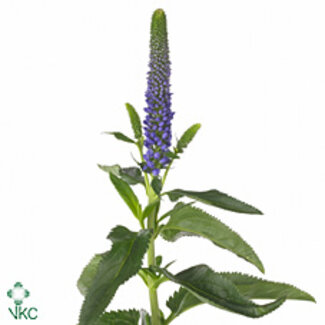 Freshy Veronica Smart Diana