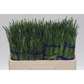 Freshy Iris Prof Blaauw