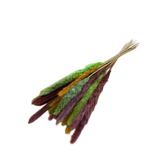 Casa Alegria Gedroogde Pampasgras Pluimen “Autumn Mix” | Kleur: Gemengde Kleuren | Lengte ± 50 centimeter | Per 20 stelen