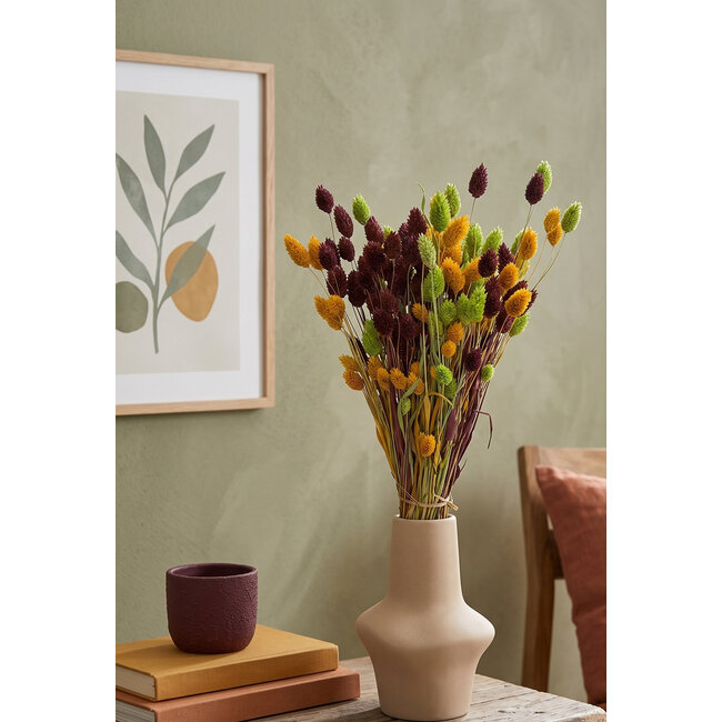 Phalaris Bouquet “Automne” | Couleur: Couleurs mélangées | Longueur ± 65 centimeter | Poids 150 gram | Par bouquet