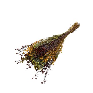 Casa Alegria Gedroogd Vlas Linum “Autumn Mix” | Kleur: Gemengde Kleuren | Lengte ± 60 centimeter | Gewicht 150 gram | Per bos