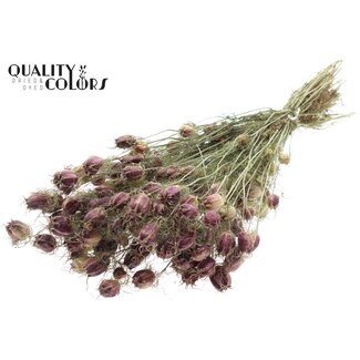 QC Nigella per bunch Natural