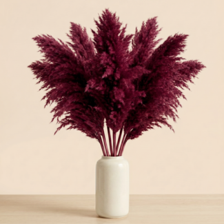 Dutch Dried Burgundy gedroogde Pampas pluimen | Lengte ± 70 centimeter | Per 10 takken
