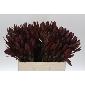 Freshy Leucadendron Saf Sunset