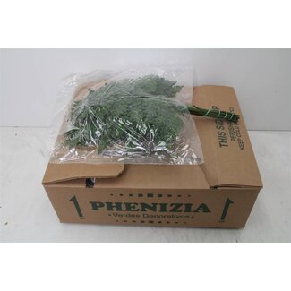 Freshy Ledervaren Spanje x20 (p. bos)